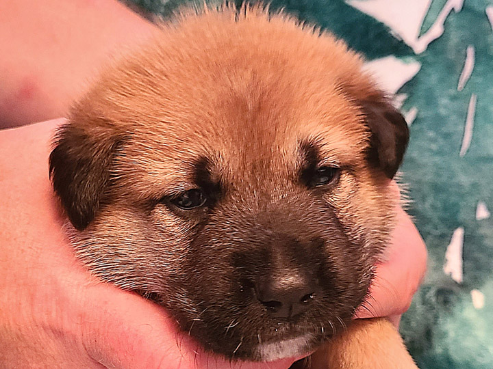 chinook puppy